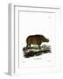 Desert Warthog-null-Framed Giclee Print