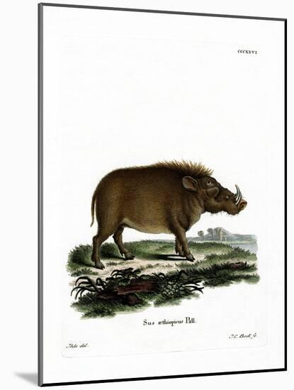 Desert Warthog-null-Mounted Giclee Print