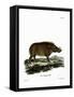 Desert Warthog-null-Framed Stretched Canvas