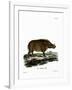 Desert Warthog-null-Framed Giclee Print