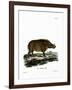 Desert Warthog-null-Framed Giclee Print