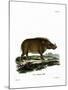 Desert Warthog-null-Mounted Giclee Print