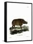 Desert Warthog-null-Framed Stretched Canvas