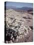 Desert Wild Flowers-Andreas Feininger-Stretched Canvas