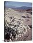 Desert Wild Flowers-Andreas Feininger-Stretched Canvas