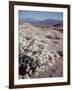 Desert Wild Flowers-Andreas Feininger-Framed Photographic Print