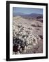 Desert Wild Flowers-Andreas Feininger-Framed Photographic Print