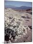 Desert Wild Flowers-Andreas Feininger-Mounted Photographic Print