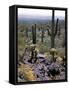 Desert Wild Flowers-Andreas Feininger-Framed Stretched Canvas