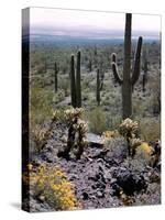 Desert Wild Flowers-Andreas Feininger-Stretched Canvas