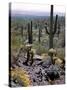 Desert Wild Flowers-Andreas Feininger-Stretched Canvas