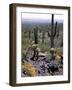 Desert Wild Flowers-Andreas Feininger-Framed Photographic Print