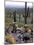 Desert Wild Flowers-Andreas Feininger-Mounted Photographic Print