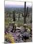 Desert Wild Flowers-Andreas Feininger-Mounted Photographic Print