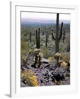 Desert Wild Flowers-Andreas Feininger-Framed Photographic Print