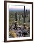 Desert Wild Flowers-Andreas Feininger-Framed Photographic Print