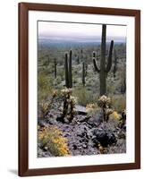 Desert Wild Flowers-Andreas Feininger-Framed Photographic Print