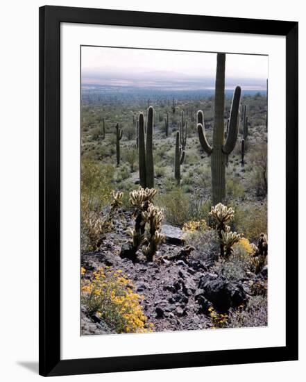 Desert Wild Flowers-Andreas Feininger-Framed Photographic Print