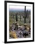 Desert Wild Flowers-Andreas Feininger-Framed Photographic Print