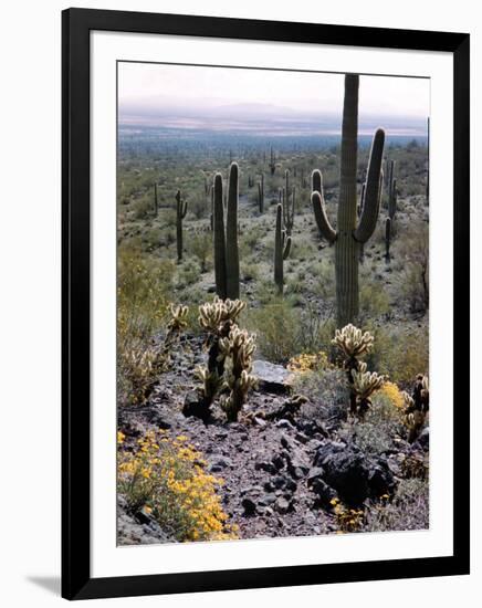 Desert Wild Flowers-Andreas Feininger-Framed Photographic Print