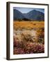 Desert Wild Flowers-Andreas Feininger-Framed Photographic Print