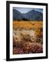 Desert Wild Flowers-Andreas Feininger-Framed Photographic Print