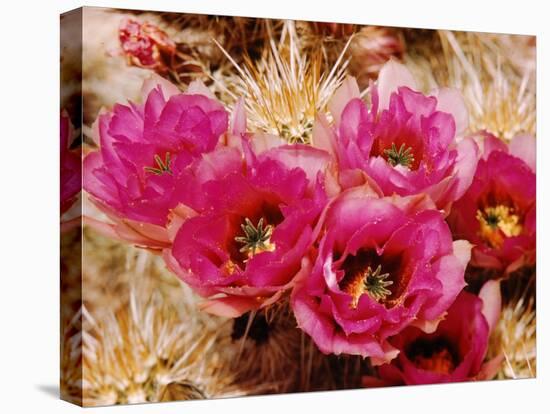 Desert Wild Flowers-Andreas Feininger-Stretched Canvas