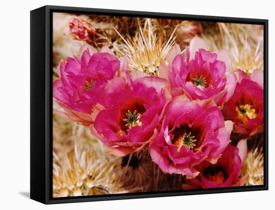 Desert Wild Flowers-Andreas Feininger-Framed Stretched Canvas