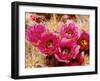 Desert Wild Flowers-Andreas Feininger-Framed Photographic Print