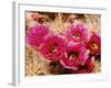 Desert Wild Flowers-Andreas Feininger-Framed Photographic Print