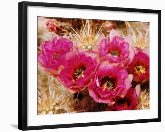 Desert Wild Flowers-Andreas Feininger-Framed Photographic Print