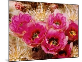 Desert Wild Flowers-Andreas Feininger-Mounted Photographic Print