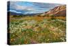 Desert Wildflowers in Henderson Canyon-John Gavrilis-Stretched Canvas