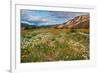 Desert Wildflowers in Henderson Canyon-John Gavrilis-Framed Photographic Print