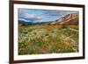 Desert Wildflowers in Henderson Canyon-John Gavrilis-Framed Photographic Print