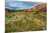 Desert Wildflowers in Henderson Canyon-John Gavrilis-Mounted Photographic Print