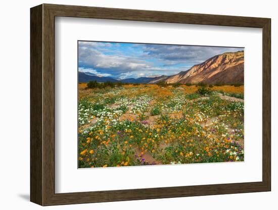 Desert Wildflowers in Henderson Canyon-John Gavrilis-Framed Photographic Print
