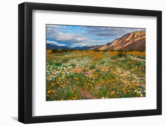 Desert Wildflowers in Henderson Canyon-John Gavrilis-Framed Photographic Print