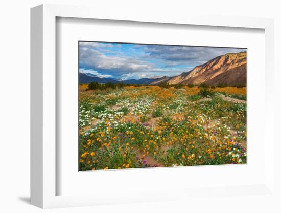 Desert Wildflowers in Henderson Canyon-John Gavrilis-Framed Photographic Print