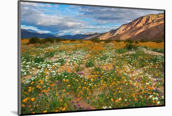 Desert Wildflowers in Henderson Canyon-John Gavrilis-Mounted Photographic Print