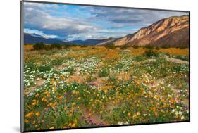 Desert Wildflowers in Henderson Canyon-John Gavrilis-Mounted Photographic Print