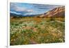 Desert Wildflowers in Henderson Canyon-John Gavrilis-Framed Photographic Print