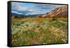 Desert Wildflowers in Henderson Canyon-John Gavrilis-Framed Stretched Canvas