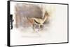 Desert Wind (Arabian Gazelle), 2010-Mark Adlington-Framed Stretched Canvas