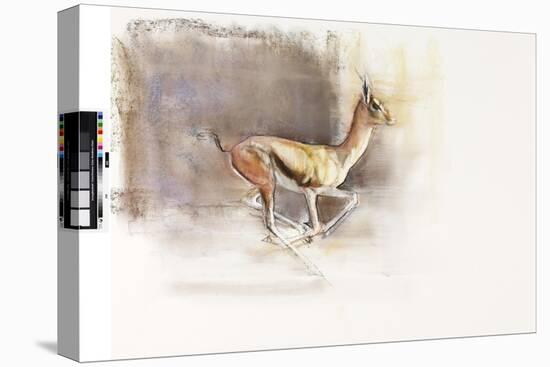 Desert Wind (Arabian Gazelle), 2010-Mark Adlington-Stretched Canvas