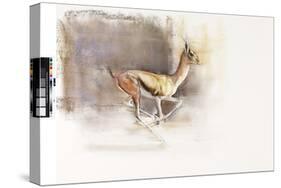 Desert Wind (Arabian Gazelle), 2010-Mark Adlington-Stretched Canvas