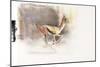 Desert Wind (Arabian Gazelle), 2010-Mark Adlington-Mounted Giclee Print