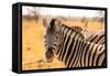 Desert Zebra, Skeleton Coast, Namibia, Africa-Bhaskar Krishnamurthy-Framed Stretched Canvas