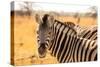 Desert Zebra, Skeleton Coast, Namibia, Africa-Bhaskar Krishnamurthy-Stretched Canvas