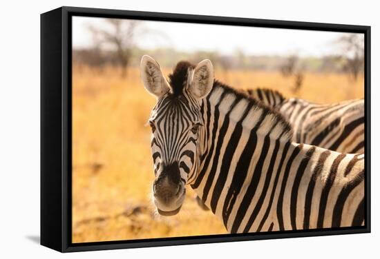 Desert Zebra, Skeleton Coast, Namibia, Africa-Bhaskar Krishnamurthy-Framed Stretched Canvas